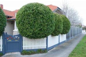 Tree Shaping Melbourne